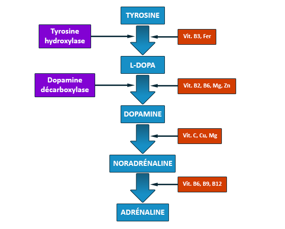 laboratoire dissolvurol tableau tyrosine